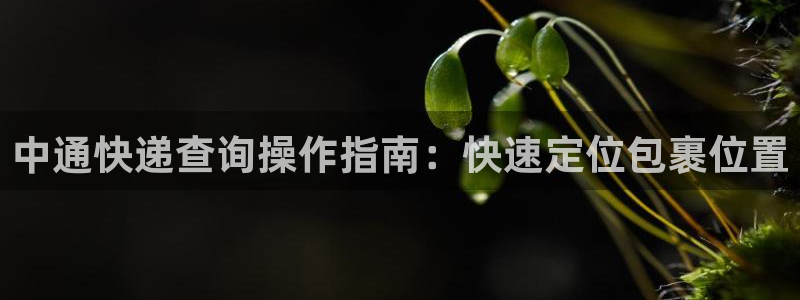 旺財28反水：中通快遞查詢操作指南：